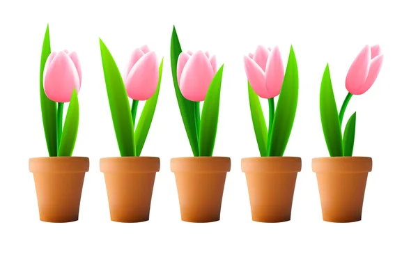 Fleurs de tulipes isolées — Image vectorielle