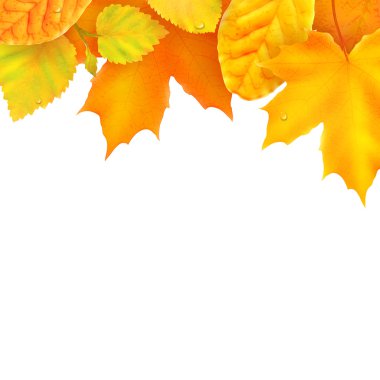 Renkli sonbahar yaprakları 