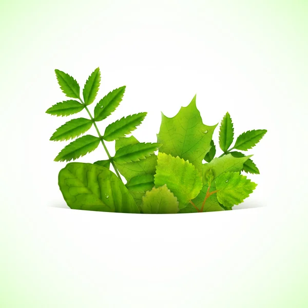 Nyári zöld levelek és a fű — Stock Vector