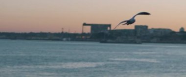 Gün batımında Avrupa şehir limanının üzerinde uçan bir martı görüntüsü. Yavaş çekim