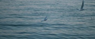 Mavi okyanus suyuna karşı uçan martılar, yavaş çekim..