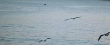 Mavi okyanus suyuna karşı uçan martılar, yavaş çekim..