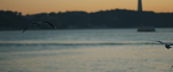 日没時にヨーロッパの港を飛ぶカモメ スローモーション — ストック動画
