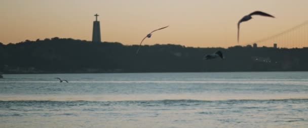 日没時にヨーロッパの港を飛ぶカモメ スローモーション — ストック動画