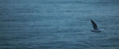 Mavi okyanus suyuna karşı uçan martılar, yavaş çekim..