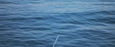 Mavi okyanus suyunun üzerinde uçan martılar, yavaş çekim..