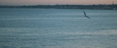 Mavi okyanus suyuna karşı uçan martılar ve gün batımında bir liman, yavaş çekim..