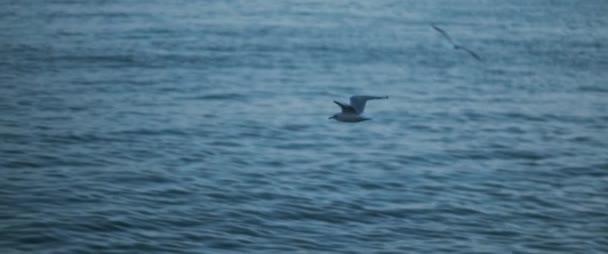 Måsar Som Flyger Mot Det Blå Havsvattnet Slow Motion — Stockvideo