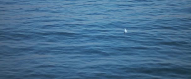 Osamělý Racek Vznášející Modré Oceánské Vodě Zpomalený Pohyb — Stock video