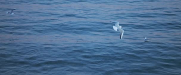 Racci Letící Nad Modrou Oceánskou Vodou Zpomalený Pohyb — Stock video