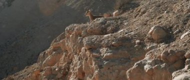 Kadın dağ keçisi ağır çekimde bir uçurumun kenarında yatıyor.