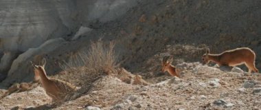 Ibex ailesi çölde bir uçurumda ağır çekimde oturuyor.