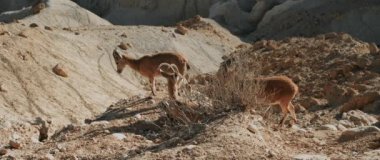 Genç bir dağ keçisi uçurumdan aşağı inerken ailesi çöl güneşinin tadını çıkarıyor.