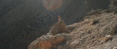 Kameraya bakan bir dağ keçisi, ağır çekimde bir kayanın üzerinde duruyor.