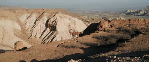 Άλφα Αρσενικό Ibex Μεγάλα Κέρατα Στέκεται Ένα Βράχο Αργή Κίνηση — Αρχείο Βίντεο