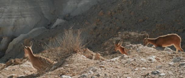 Família Ibex Sentada Penhasco Deserto Câmera Lenta — Vídeo de Stock