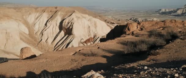 Άλφα Αρσενικό Ibex Μεγάλα Κέρατα Ανεβαίνει Ένα Γκρεμό Αργή Κίνηση — Αρχείο Βίντεο