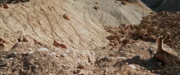 Panning Δεξιά Βολή Της Ερήμου Και Ένα Ibex Αργή Κίνηση — Αρχείο Βίντεο
