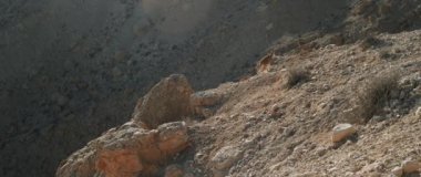 Kamera yavaş çekimde takip ederken dağ keçisi dağa tırmanıyor.