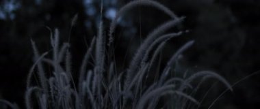 Geceleri yavaşça salınan kurumuş otları kapatın. Yavaş çekim.