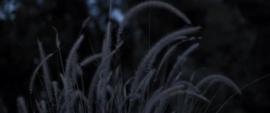 Kurumuş yabani otlar geceleri rüzgarda hafifçe sallanıyor. Yavaş çekim.