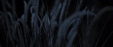 Kuru otların gece manzarası rüzgarda sakince sallanıyor. Yavaş çekim.