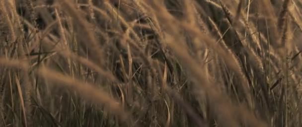 落日时 干枯的杂草在风中缓缓摇曳 慢动作 — 图库视频影像