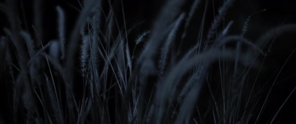 Dry Wheat Weeds Field Nighttime Slow Motion Close — Stock Video