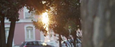 Akşam güneşi bir şehir parkındaki ağaç dallarının arasından parlıyor. Yavaş çekim.