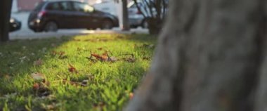 Gün batımında şehir parkında yeşil çimenler. Yavaş çekim.