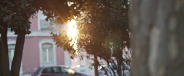 Вечернее Солнце Светит Сквозь Ветки Деревьев Городском Парке Медленное Движение — стоковое видео