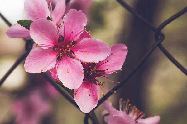 Spring blossom on a peach tree — Stock Photo, Image