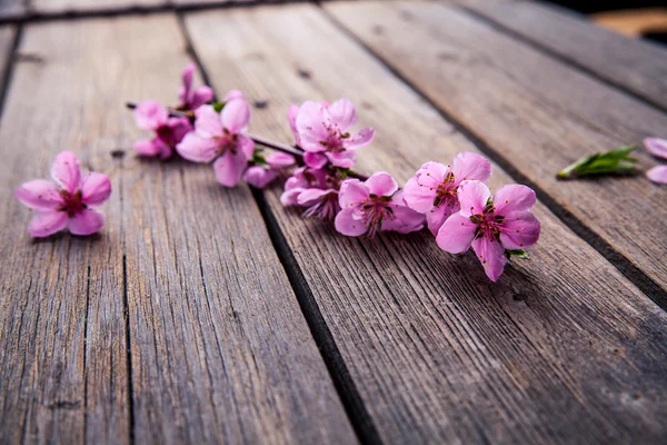 Peach blossom on old wooden background. Fruit flowers. — Stock Photo, Image