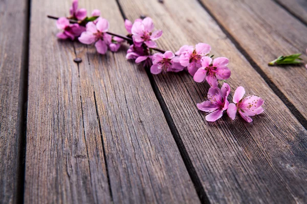 Peach blossom on old wooden background. Fruit flowers. — Stock Photo, Image