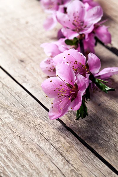 Peach blossom on old wooden background. Fruit flowers. — Stock Photo, Image