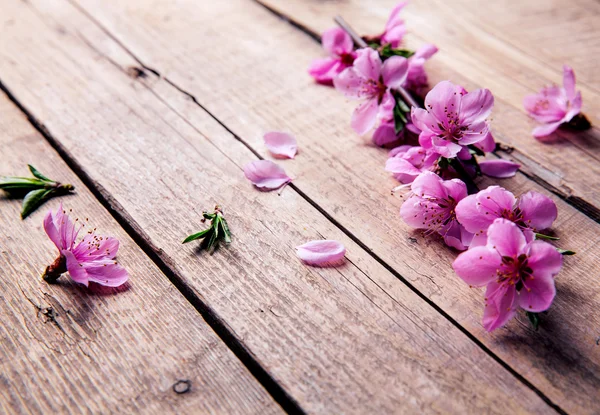 Peach blossom on old wooden background. Fruit flowers. — Stock Photo, Image