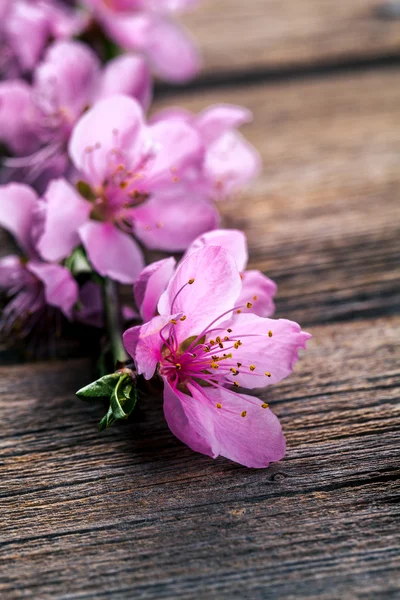 Peach blossom on old wooden background. Fruit flowers. — Stock Photo, Image