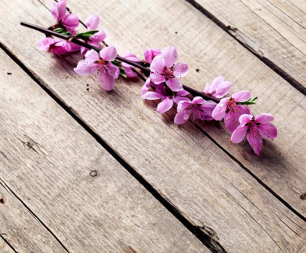 Perzik bloesem op oude houten achtergrond. Groenten-bloemen. — Stockfoto