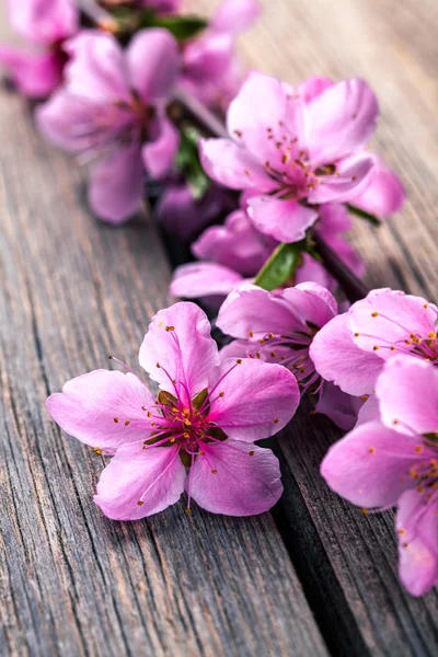 Flor de melocotón sobre fondo de madera vieja. Flores de frutas . — Foto de Stock