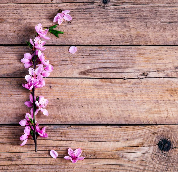 Peach blossom on old wooden background. Fruit flowers. — Stock Photo, Image