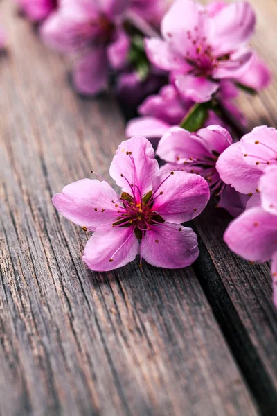 Fleurs de pêche sur un vieux fond en bois. Fleurs de fruits . — Photo