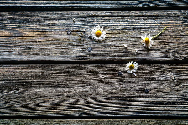 Daisy na dřevěné pozadí spadl lístků — Stock fotografie