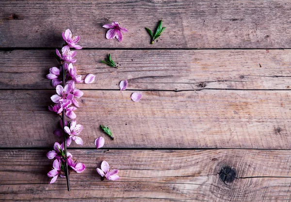 Broskvový květ na starých dřevěných pozadí. Ovoce květiny. — Stock fotografie