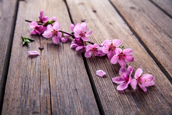 Peach blossom on old wooden background. Fruit flowers. — Stock Photo, Image