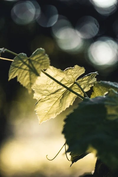 Hoja de uva en el sol amanecer brumoso — Foto de Stock