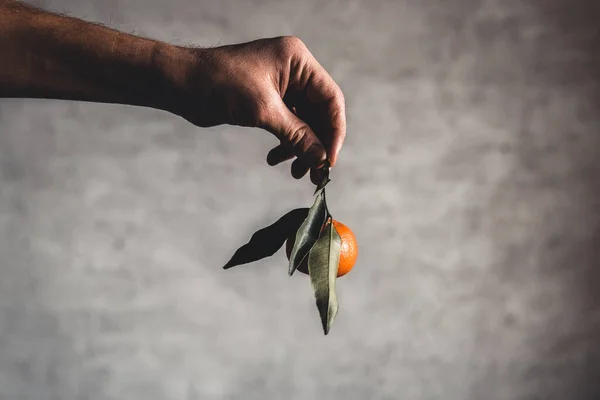 Ripe juicy sweet orange mandarins in a human hand against a dark background. — Stock Photo, Image