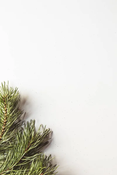 クリスマスツリーの枝は白い上に国境 — ストック写真