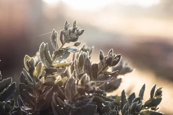 Een verbazingwekkende en unieke zonsondergang — Stockfoto