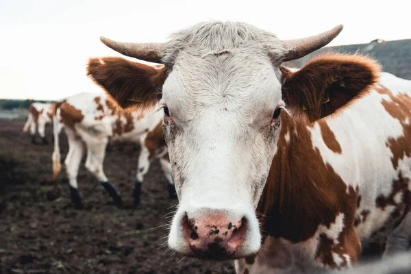 Krávy na formuláři. Mléko, výroba masa. Domácí zvířata. Royalty Free Stock Obrázky