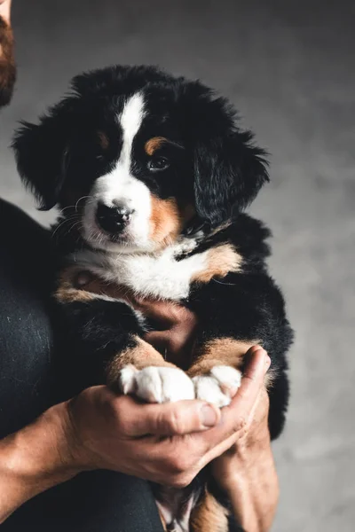 Młody, Bernese Mountain Dog w rękach. Zbliżenie, białe pojedyncze tło. — Zdjęcie stockowe